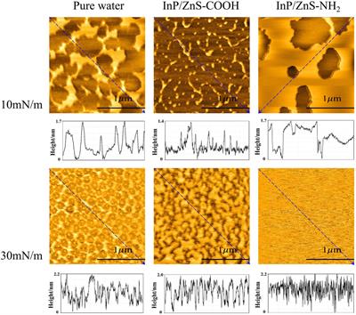 Effects of Carboxyl or Amino Group Modified InP/ZnS Nanoparticles Toward Simulated Lung Surfactant Membrane